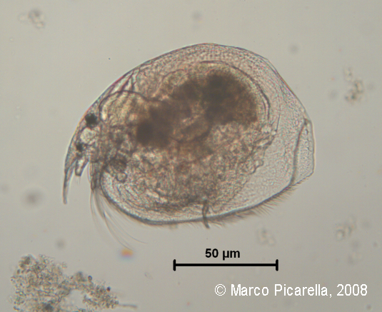 Chydorus sp.
